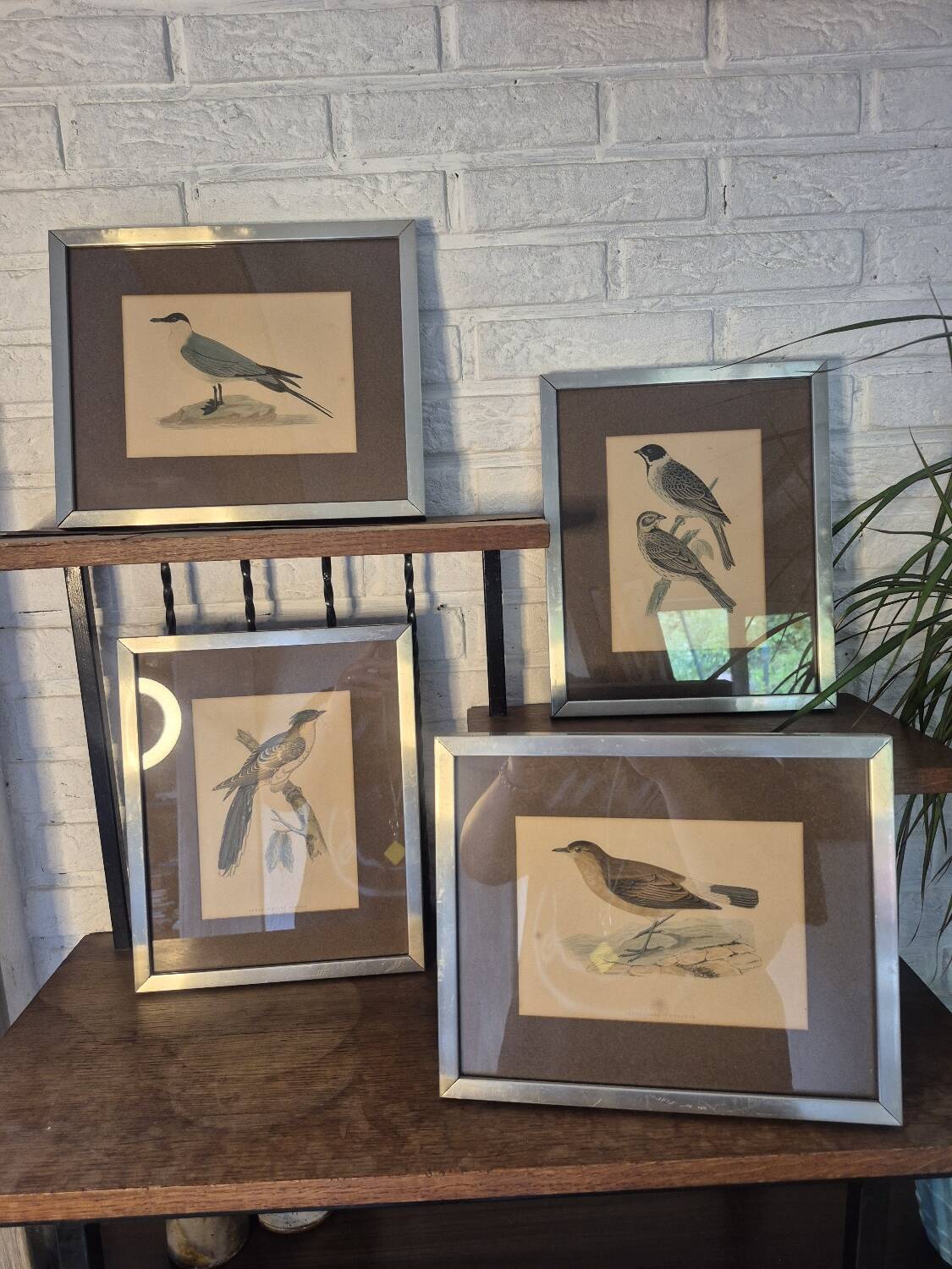 Bird prints