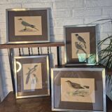 Bird prints