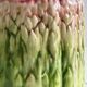 Asparagus slushy condiment pot.