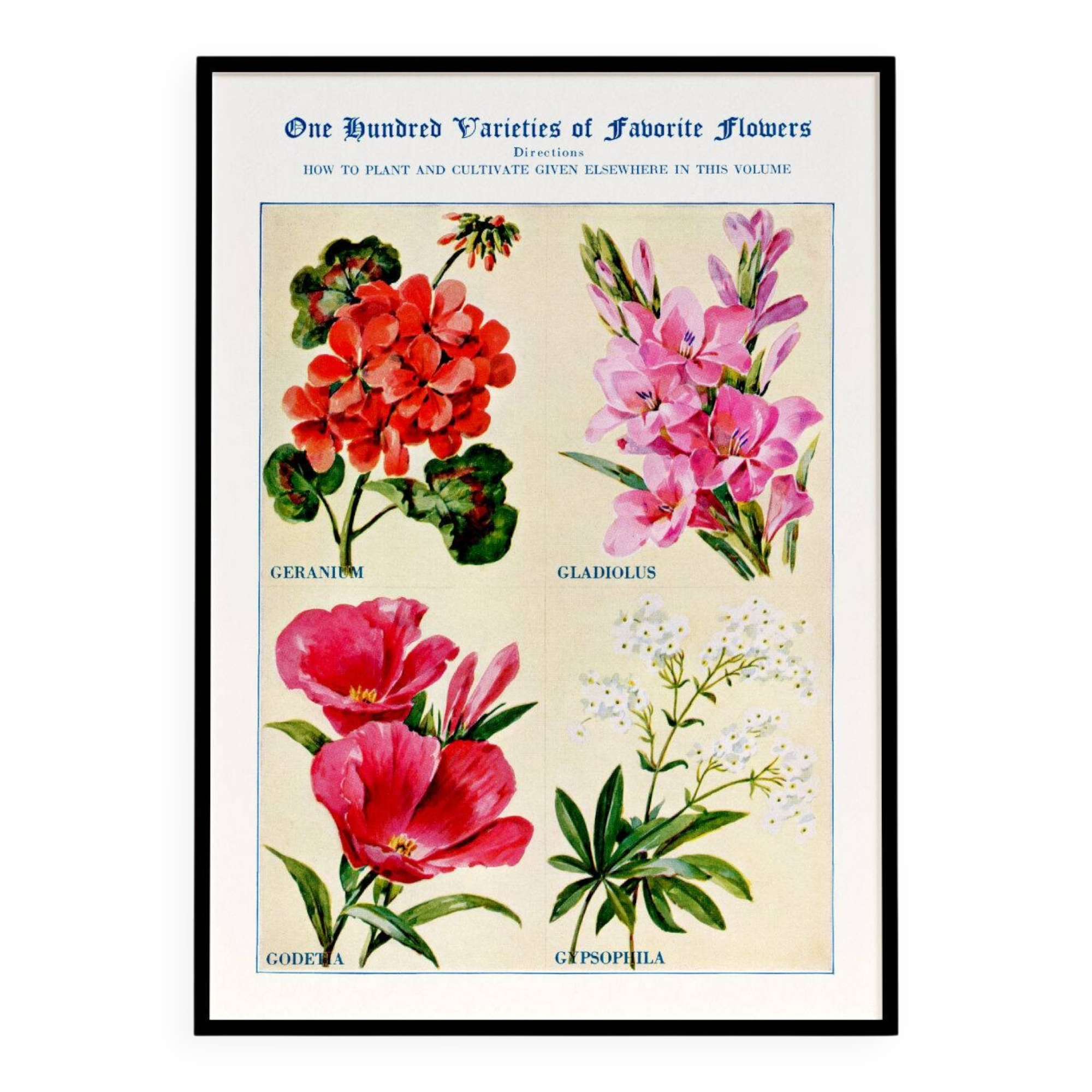 Poster about geraniums, gladioli, godetia, and gypsophila