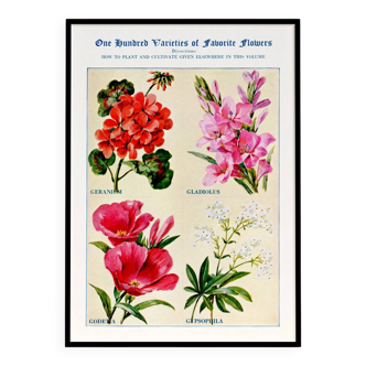 Poster about geraniums, gladioli, godetia, and gypsophila
