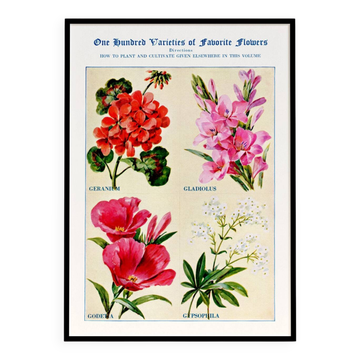 Affiche sur le géranium, le glaïeul, la godétie et le gypsophile