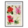 Poster about geraniums, gladioli, godetia, and gypsophila