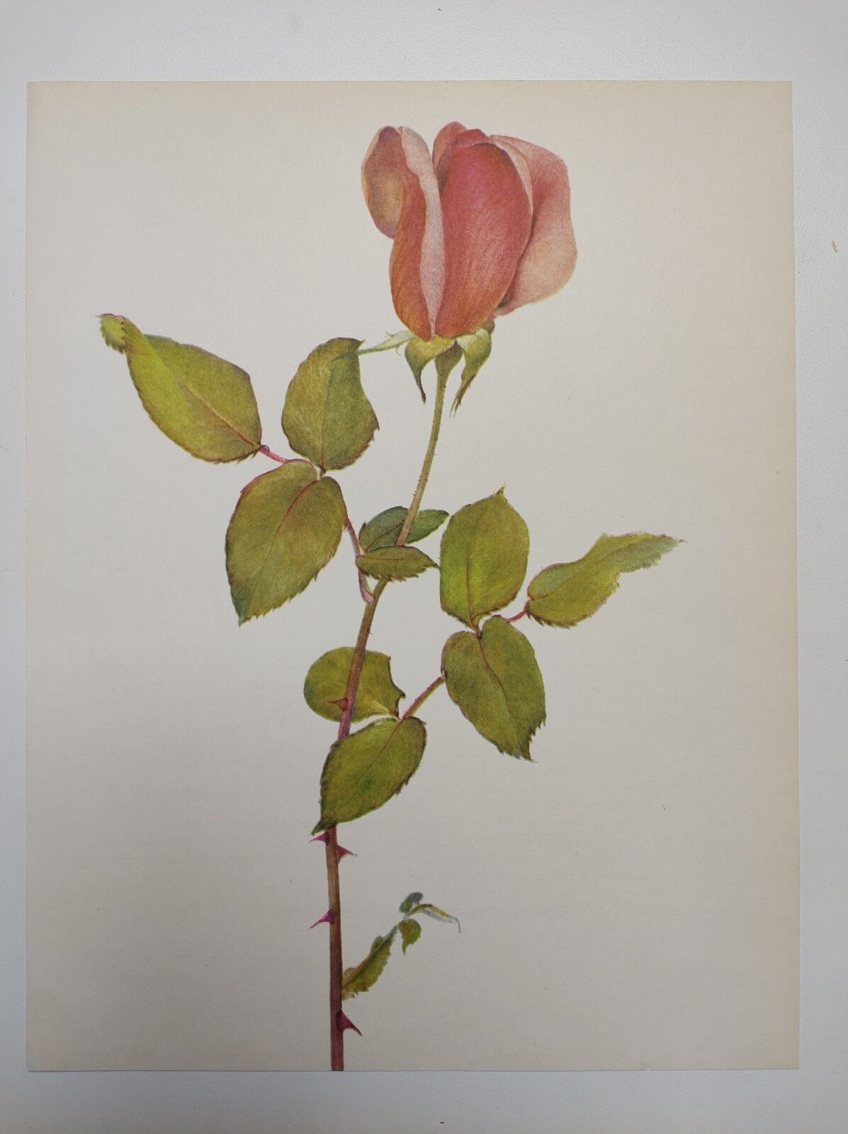 Rose Botanical Board - Original Vintage from 1968 - Betty Uprichard🌹