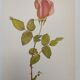 Rose Botanical Board - Original Vintage from 1968 - Betty Uprichard🌹