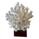 Corail blanc années 70