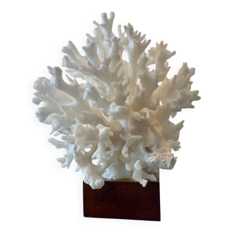 White coral 70s