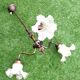 1970s chandelier with 3 light arms and frilled tulips