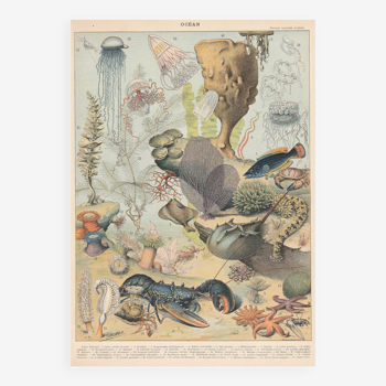 Lithograph plate of the ocean and its fauna and flora 1900