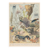Lithograph plate the ocean its fauna and flora 1900