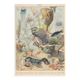 Lithograph plate the ocean its fauna and flora 1900