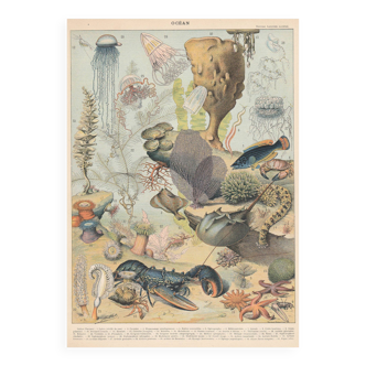 Lithograph plate the ocean its fauna and flora 1900