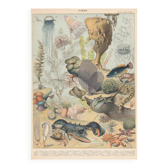 Lithograph plate of the ocean and its fauna and flora 1900