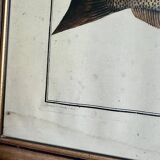 Old lithograph Morubel, the halibut
