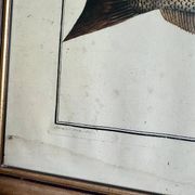 Ancienne lithographie Morubel , le flétan
