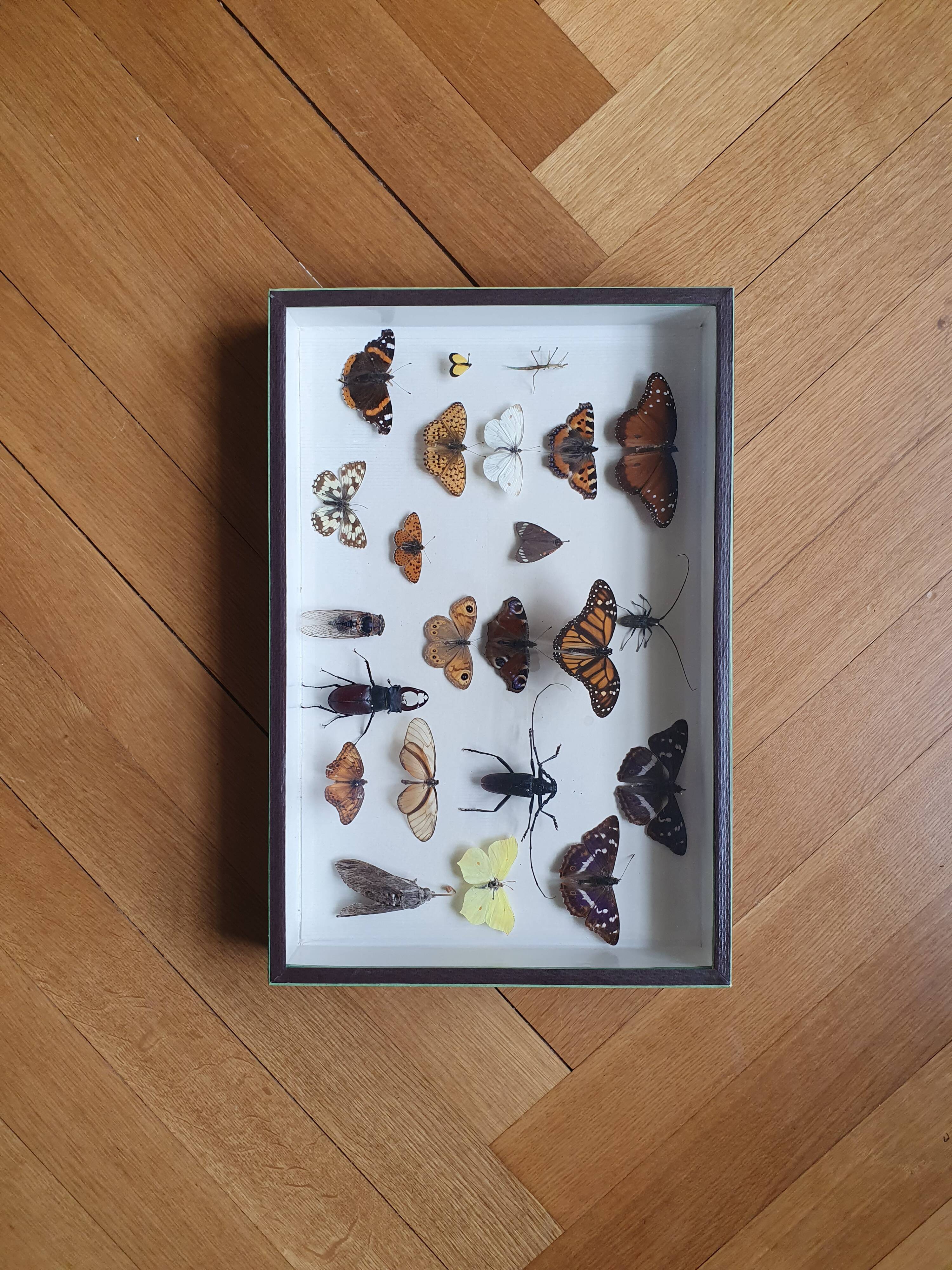 Butterfly showcase old collection