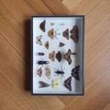 Vitrine de papillons ancienne