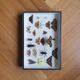 Butterfly showcase old collection