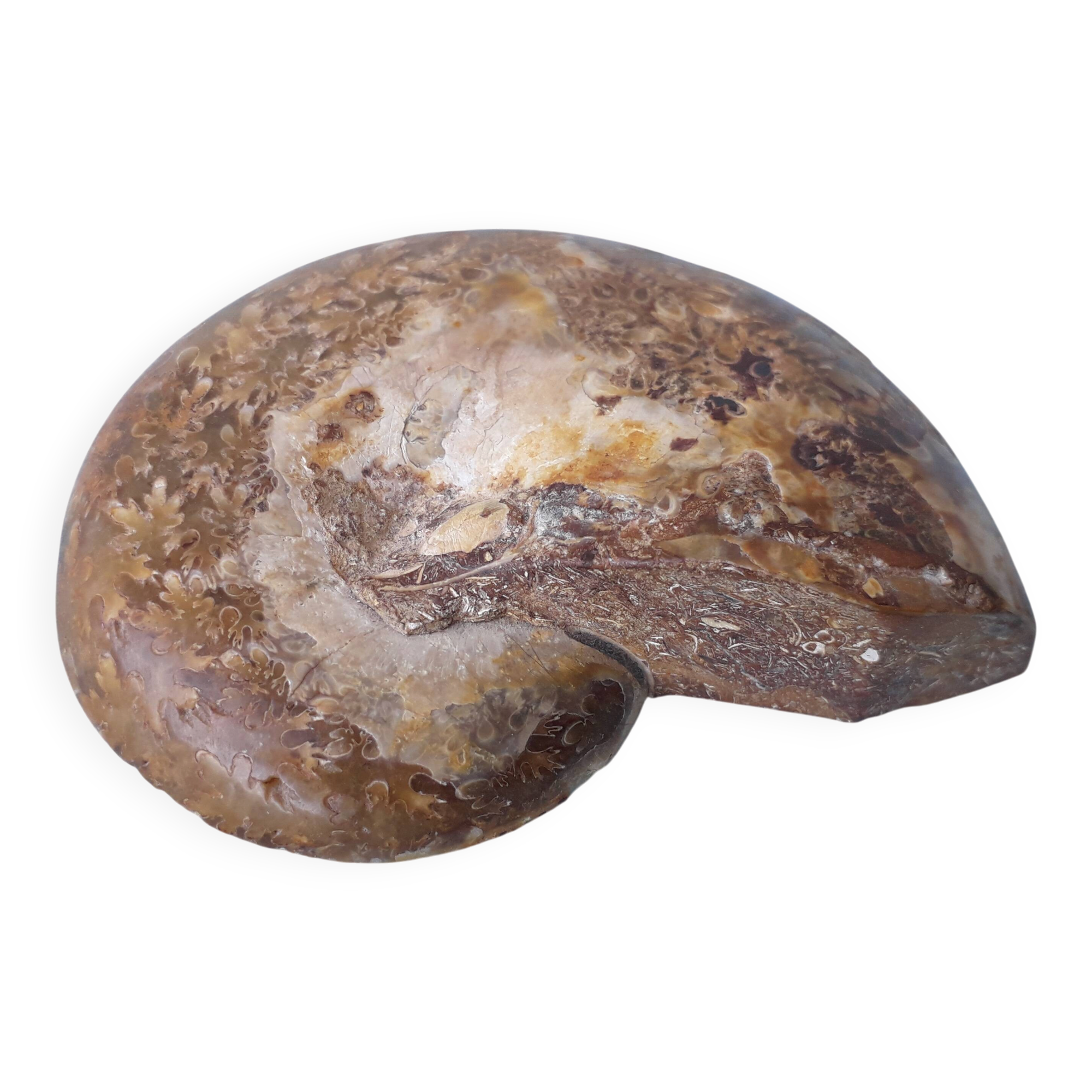 Fossil shell in stone