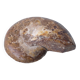 Fossil shell in stone
