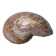 Fossil shell in stone