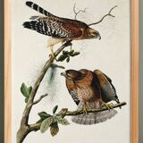Poster of the Red-shouldered Buzzard, after an old engraving