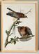 Poster of the Red-shouldered Buzzard, after an old engraving