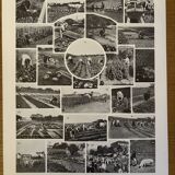 Planche illustrée sur les légumes et plantes potagères - 1930