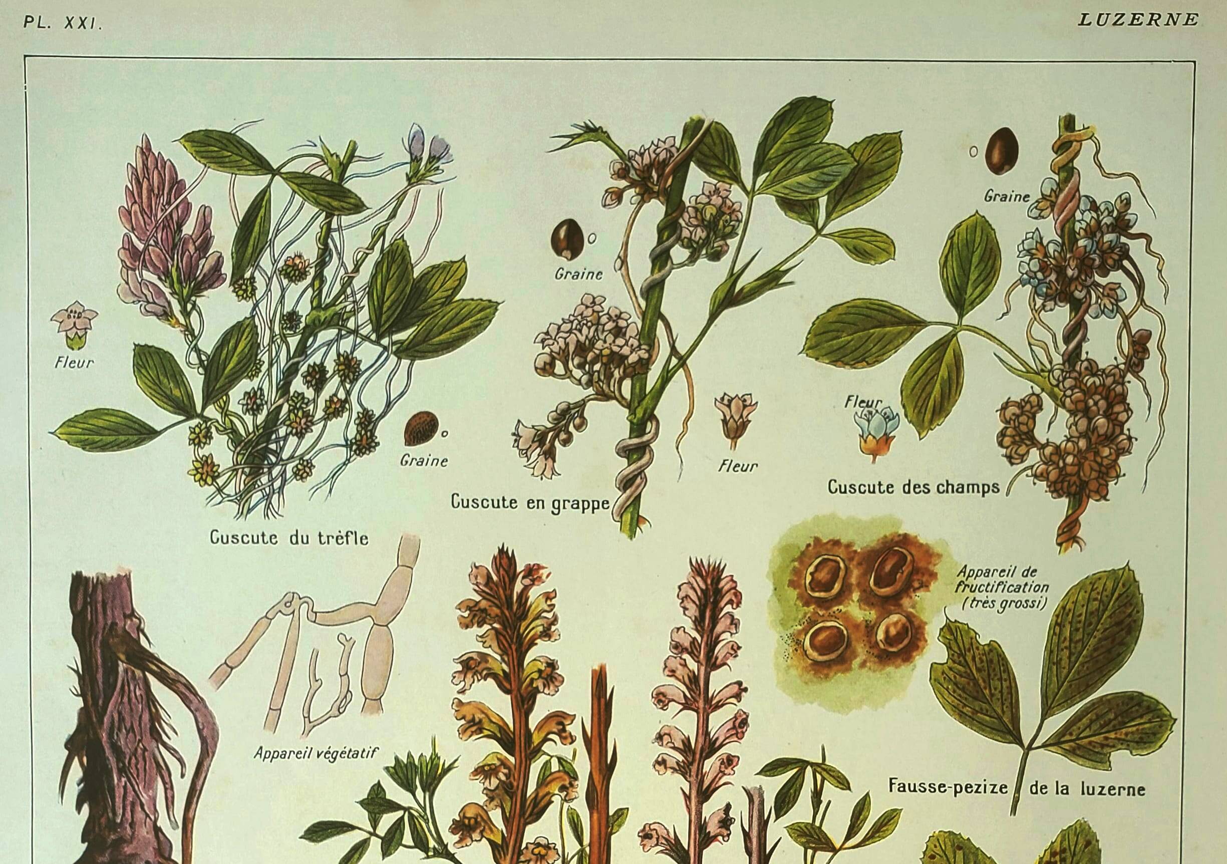 Old lithograph 1921 M. Dessertenne - Lucerne - botanical plate