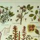 Old lithograph 1921 M. Dessertenne - Lucerne - botanical plate