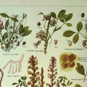 Old lithograph 1921 M. Dessertenne - Lucerne - botanical plate