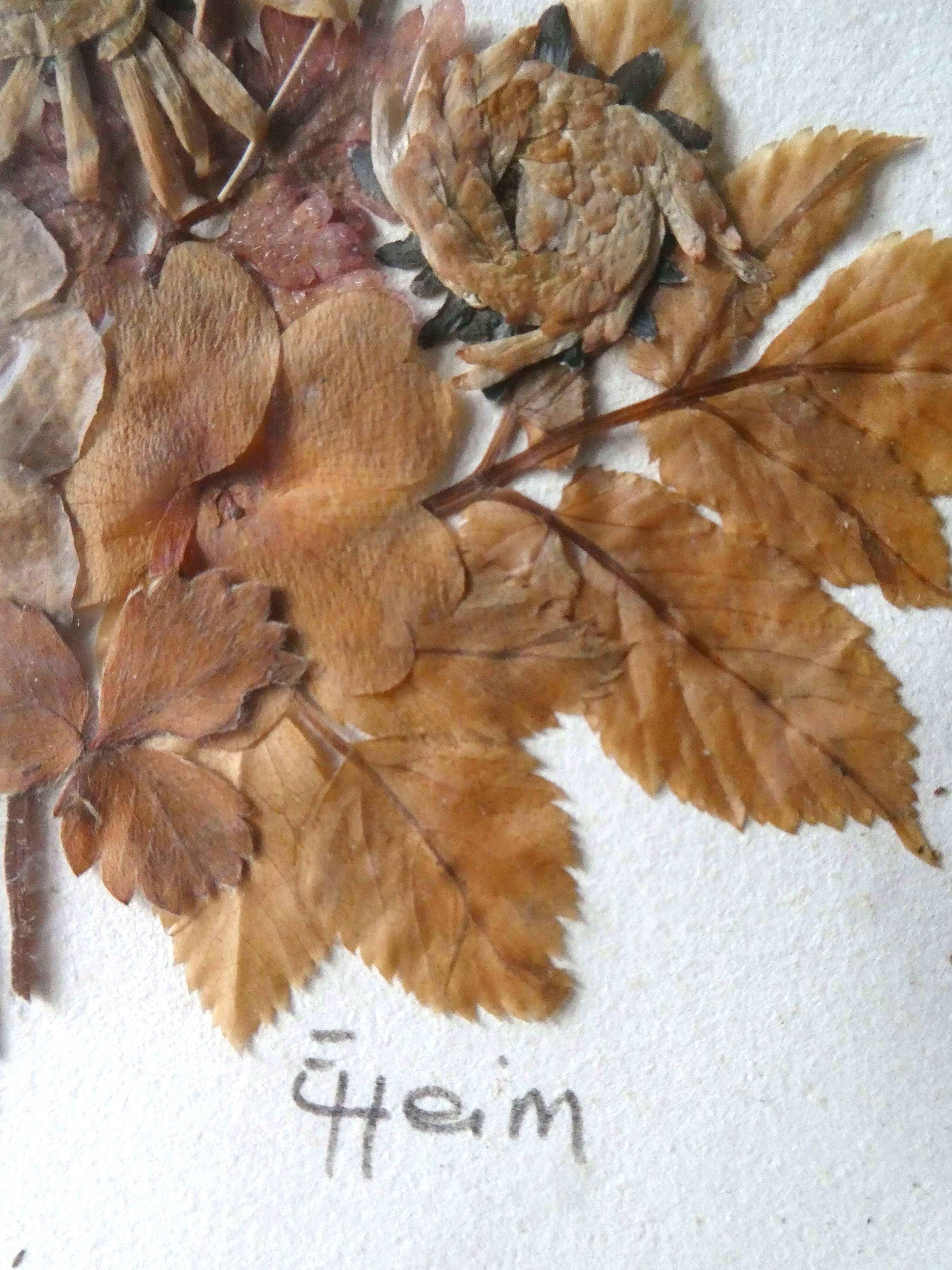 Pair of herbarium, flowers, butterfly