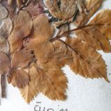 Pair of herbarium, flowers, butterfly