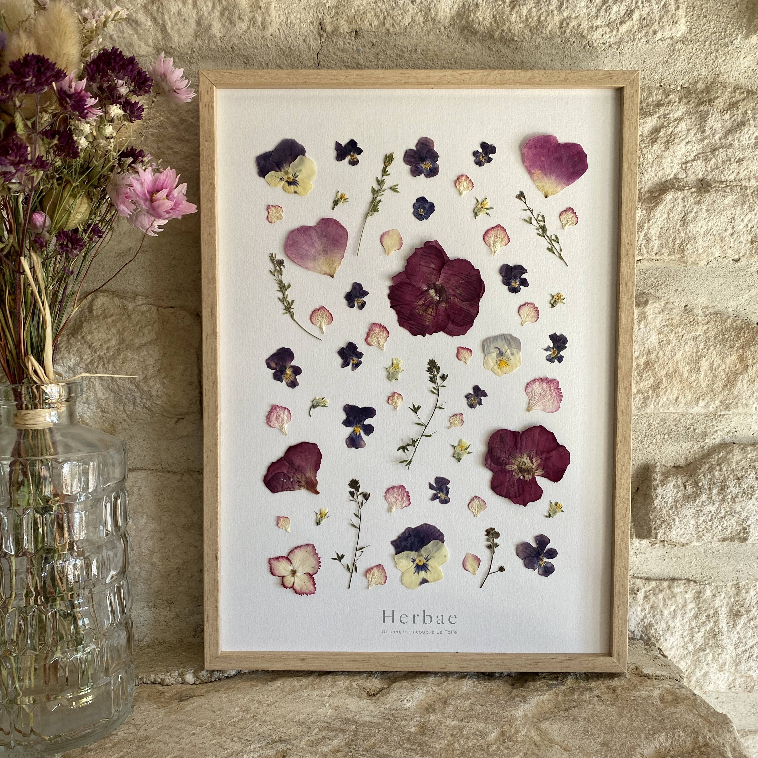 Framed herbarium - Bohemia