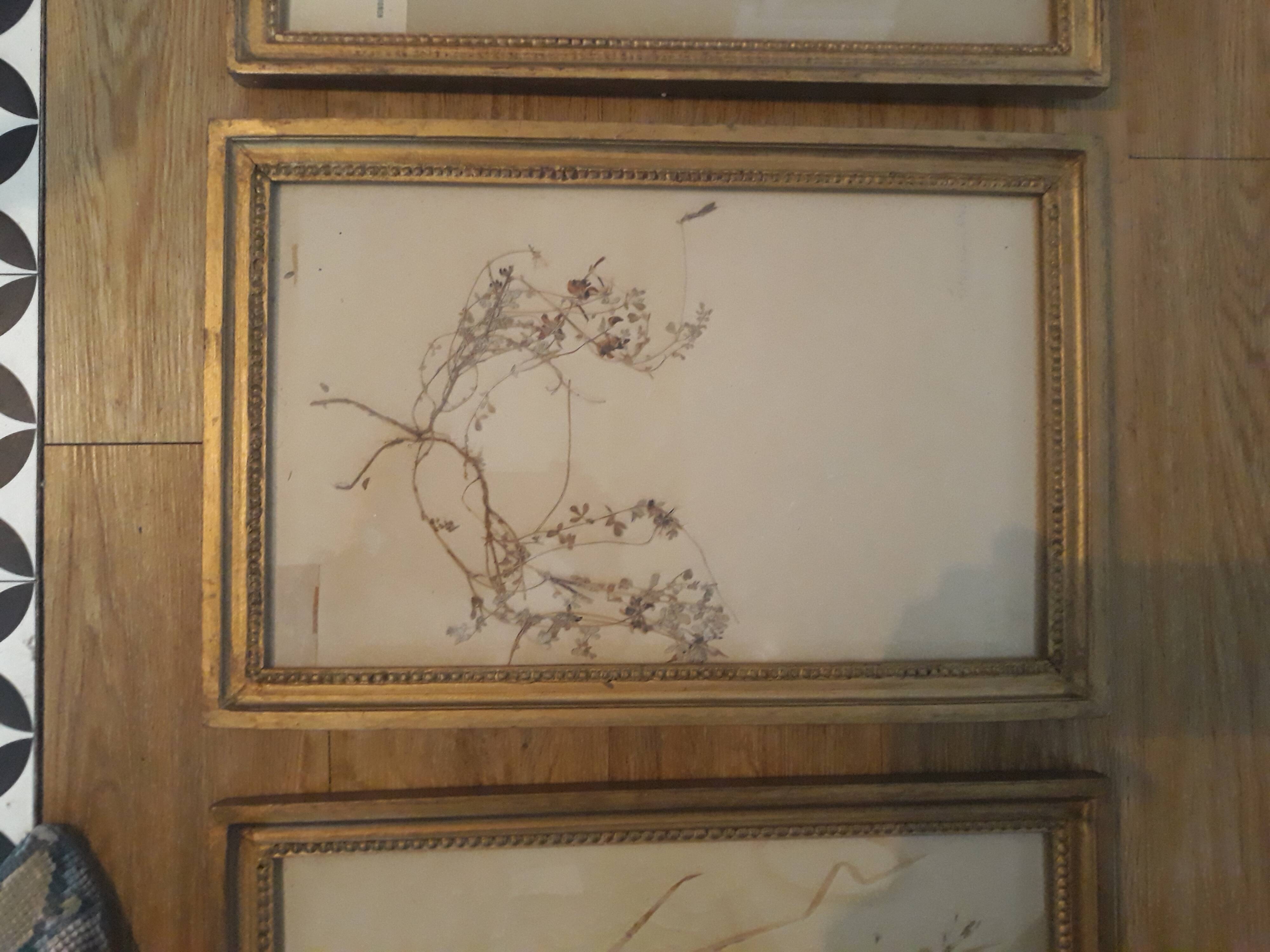 Series of 4 herbariums at the beginning of the century