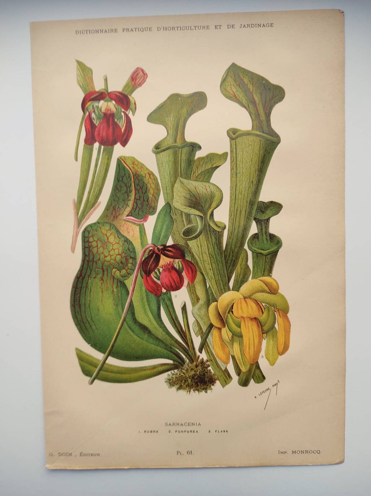 Botanical engraving from 1897 - drawing of Sarracenia - original old flower plate by A.Lefevre