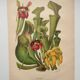 Botanical engraving from 1897 - drawing of Sarracenia - original old flower plate by A.Lefevre