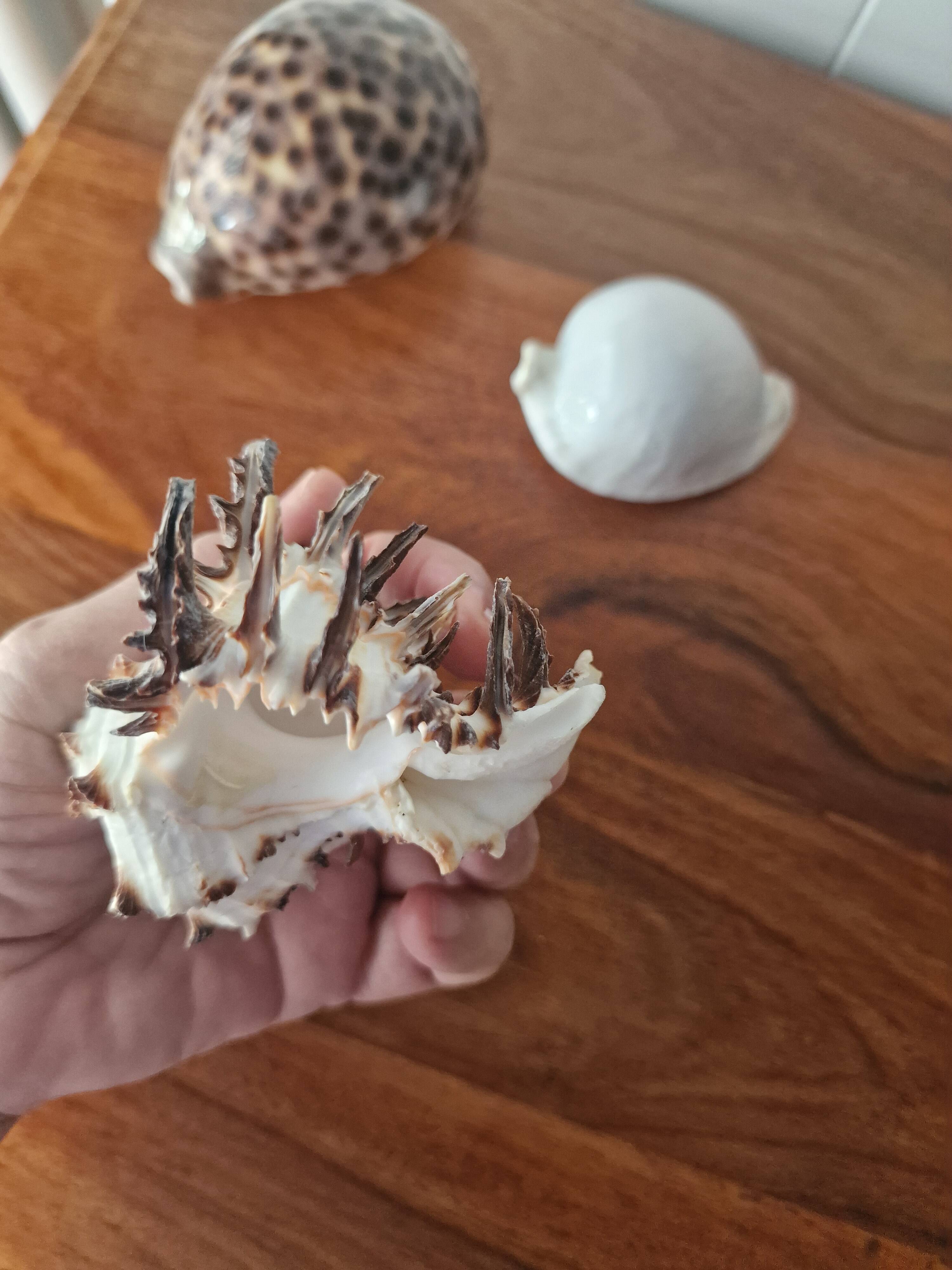 Ancient shell collection
