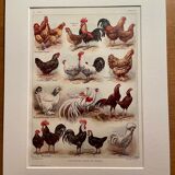 Lithograph on hens (XXXV) - 1920