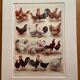 Lithograph on hens (XXXV) - 1920