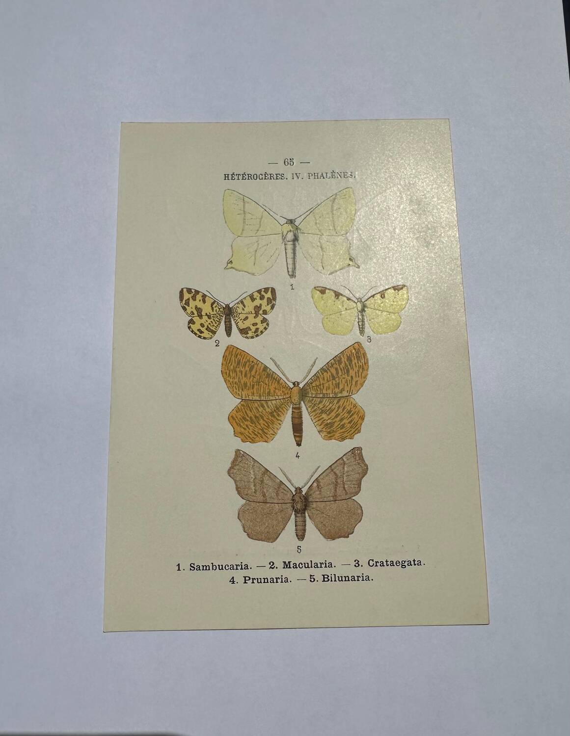 Botanical engraving butterflies double-sided naturalist plate Etching
