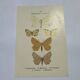 Botanical engraving butterflies double-sided naturalist plate Etching