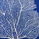 Corail & details linogravure