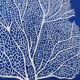 Corail & details linogravure