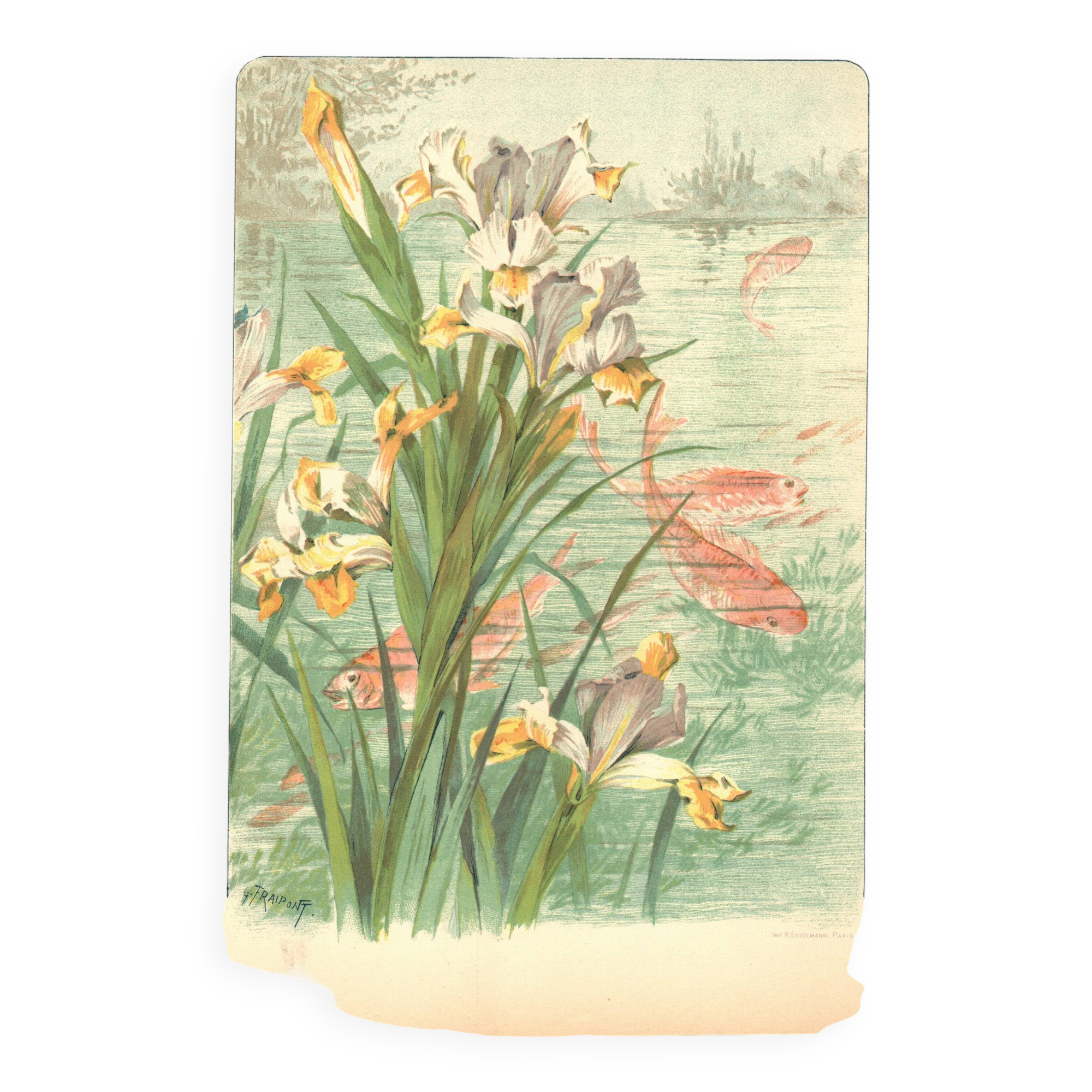 Art Nouveau engraving from 1896 - Marsh Iris and Koi Carp - by Fraipont