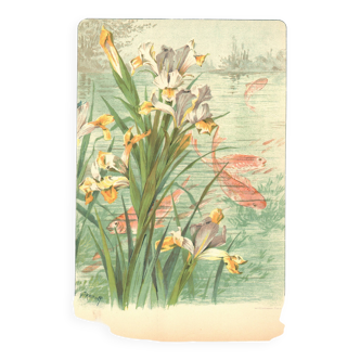 Art Nouveau engraving from 1896 - Marsh Iris and Koi Carp - by Fraipont
