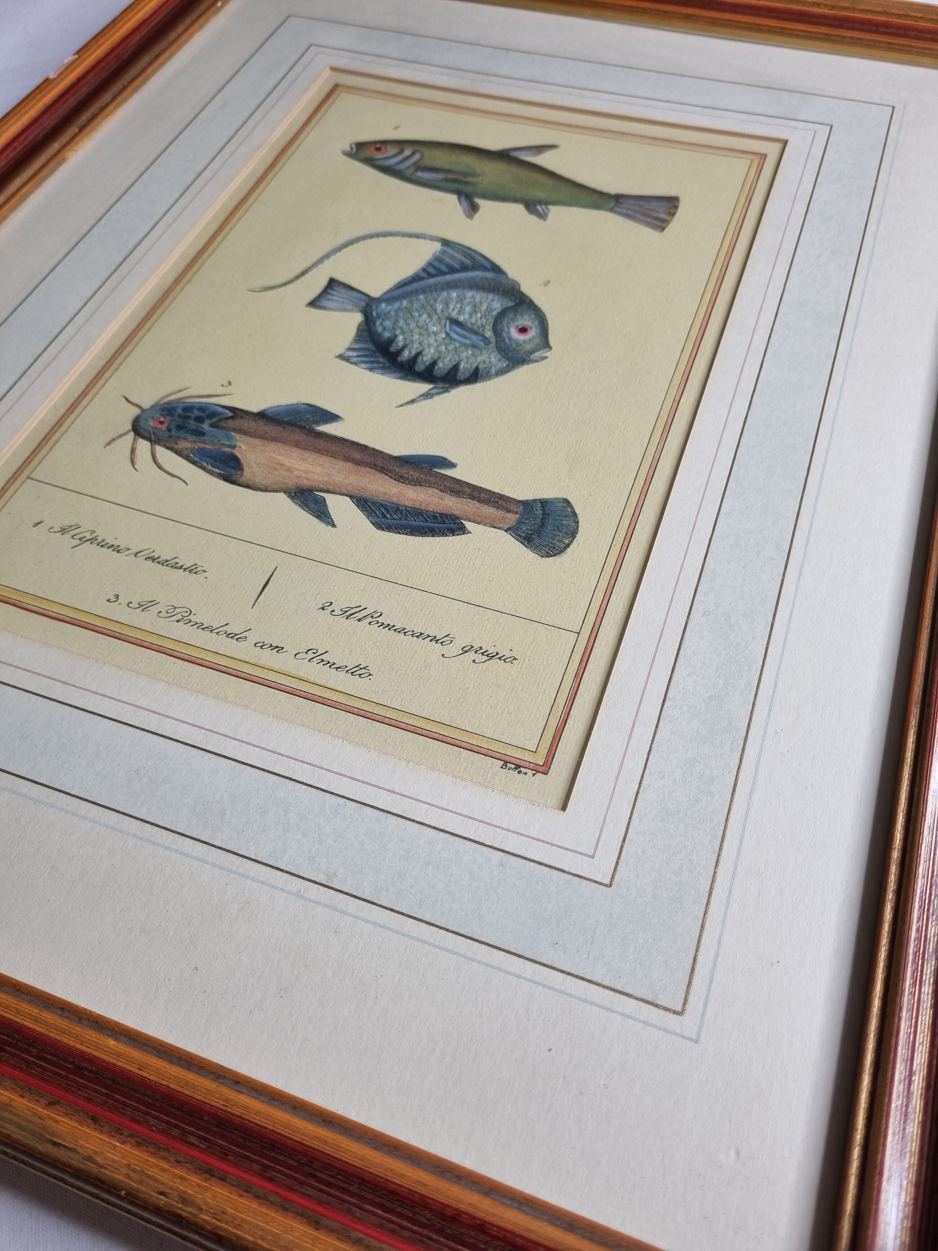 Ichthyological plate after Buffon, nineteenth century, framed