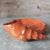 Empty pocket shell coral