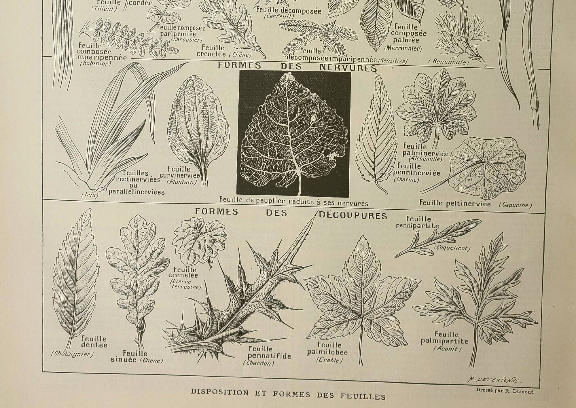 Antique engraving 1922, Leaf shape, botany, veins • Lithograph, original illustration
