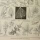 Antique engraving 1922, Leaf shape, botany, veins • Lithograph, original illustration